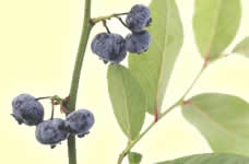 bilberry